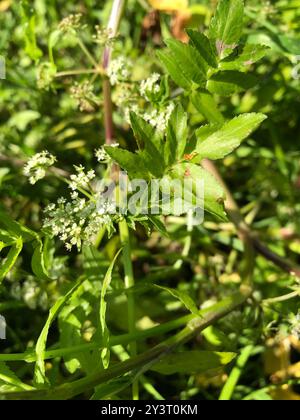 fool's watercress (Apium nodiflorum) Plantae Stock Photo