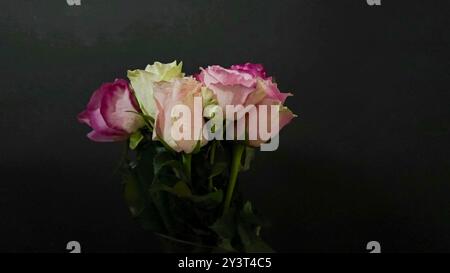 Bouquet of colourful roses rotating on black background. Beautiful bunch of multicolored roses on dark background. Concept of wedding, love, romance Stock Photo