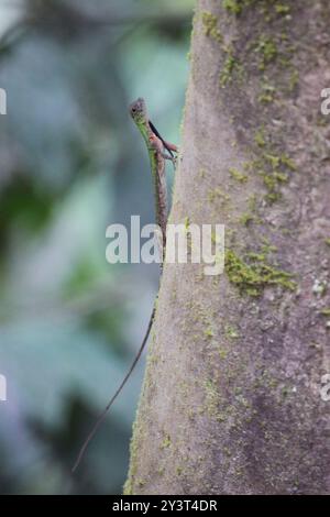 Black-barbed Flying Dragon (Draco melanopogon) Reptilia Stock Photo