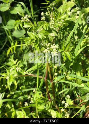 fool's watercress (Apium nodiflorum) Plantae Stock Photo