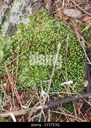 greater whipwort (Bazzania trilobata) Plantae Stock Photo