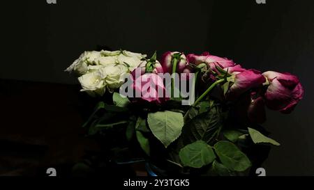 Bouquet of fading red and white roses on black background. Blossoming roses on dark background. Roses and noir vibe Stock Photo