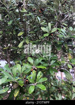 Karo (Pittosporum crassifolium) Plantae Stock Photo