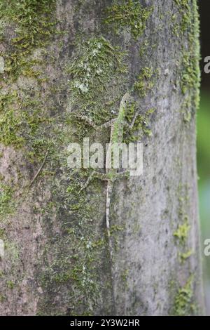 Black-barbed Flying Dragon (Draco melanopogon) Reptilia Stock Photo