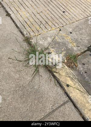 Jungle Rice (Echinochloa colonum) Plantae Stock Photo - Alamy
