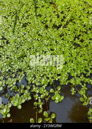 Pond water-starwort (Callitriche stagnalis) Plantae Stock Photo