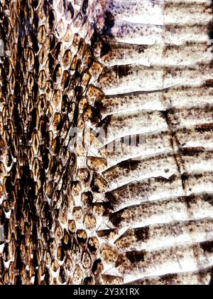 Abstract the background texture of dried snake’s skin, macro the real photograph of snake skin, vertical image. Stock Photo