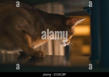 abyssinian cat sitting on stairs looking down Stock Photo