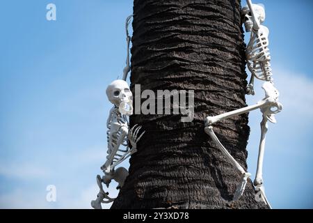 Halloween skeleton. Skeleton for Halloween decorations. Scary skeletons Decorated at front yard of a American home. Trick or treat. Halloween Stock Photo