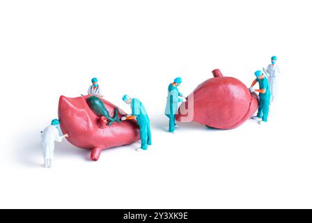Several miniature surgeons conducting a detailed operation on large human liver models, illustrating the importance of medical education and teamwork. Stock Photo