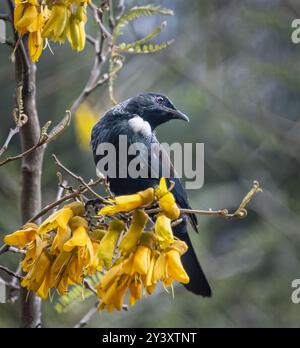 Tui bird perched on branches full of yellow kowhai flowers. Auckland. Stock Photo