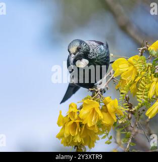 Tui bird perched on kowhai branch full of yellow flowers. Auckland. Stock Photo