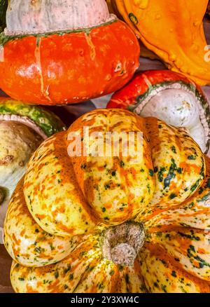 Close-up of colourful squashes and pumpkins. High quality photo Stock Photo