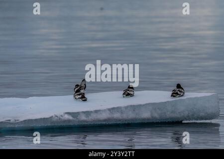 Close-up of four Cape Petrels - Daption capense- resting on an iceberg near Danco Island, on the Antarctic Peninsula Stock Photo