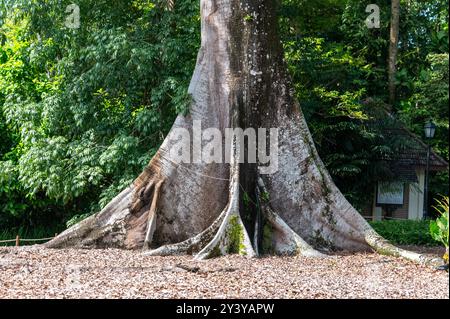 The Australian Moreton Bay fig tree (Ficus macrophylla) is recognised for its massive buttress roots known as plank roots and sprawling canopy in the R Stock Photo