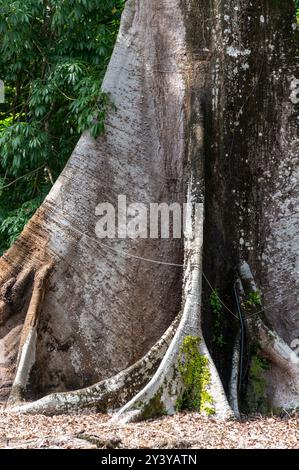 The Australian Moreton Bay fig tree (Ficus macrophylla) is recognised for its massive buttress roots known as plank roots and sprawling canopy in the R Stock Photo