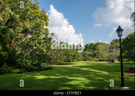 A mix of tropical trees in one of the open public spaces within the Botanic Gardens in Singapore. Stock Photo