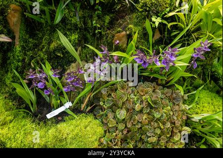 Among other orchids is the Zygopetalum ‘Impasto Blue’ with pale purple and white flowers and has a delicate fragrance is grown In the Sembcorp Cool H Stock Photo