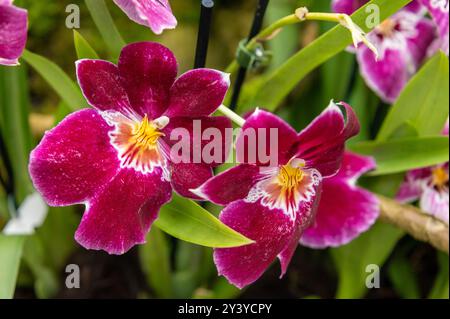 The red-coloured Miltoniopsis ‘Red Tide’, or pansy orchid. Family name- Orchidaceae, is a montane plant. The plant has velvety, rounded petals grown Stock Photo