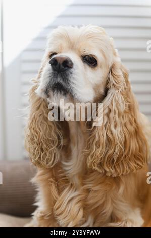 Portrait of an American Cocker Spaniel on a light background. Close-up. Stock Photo