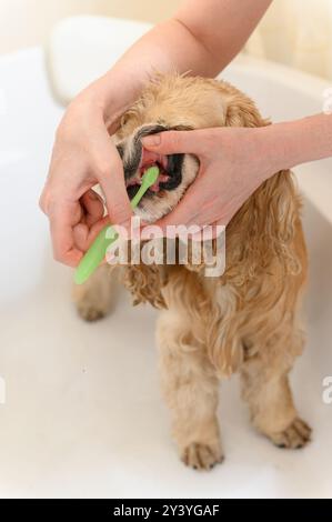 Cleaning Cocker Spaniel dog teeth with a tooth-brush. Female hand brushing american cocker spaniel teeth. Dental Toothbrush Dog. Stock Photo