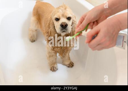 Cleaning Cocker Spaniel dog teeth with a tooth-brush. Female hand brushing american cocker spaniel teeth. Dental Toothbrush Dog. Stock Photo