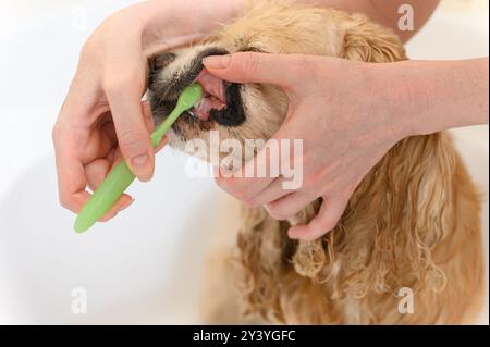 Cleaning Cocker Spaniel dog teeth with a tooth-brush. Female hand brushing american cocker spaniel teeth. Dental Toothbrush Dog. Stock Photo