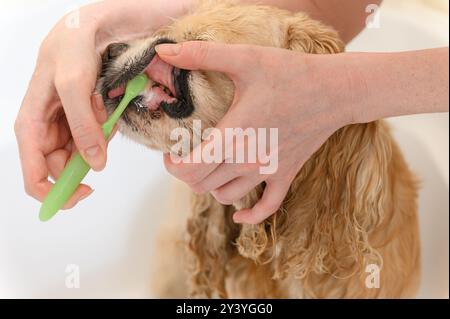 Cleaning Cocker Spaniel dog teeth with a tooth-brush. Female hand brushing american cocker spaniel teeth. Dental Toothbrush Dog. Stock Photo