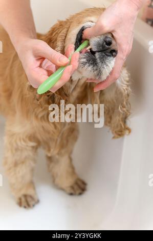 Cleaning Cocker Spaniel dog teeth with a tooth-brush. Female hand brushing american cocker spaniel teeth. Dental Toothbrush Dog. Stock Photo