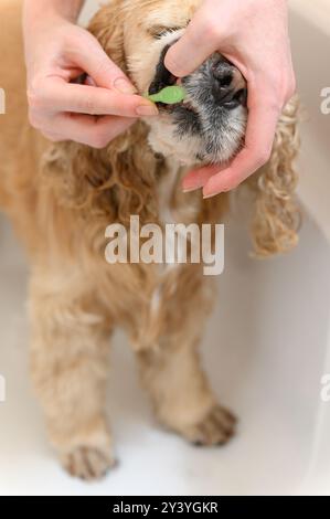 Cleaning Cocker Spaniel dog teeth with a tooth-brush. Female hand brushing american cocker spaniel teeth. Dental Toothbrush Dog. Stock Photo
