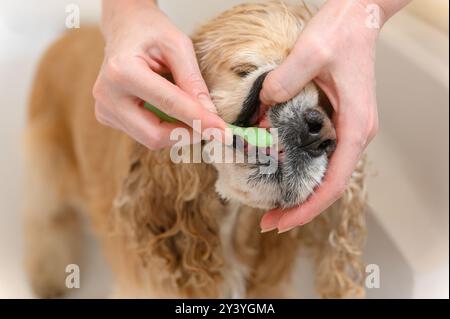 Cleaning Cocker Spaniel dog teeth with a tooth-brush. Female hand brushing american cocker spaniel teeth. Dental Toothbrush Dog. Stock Photo