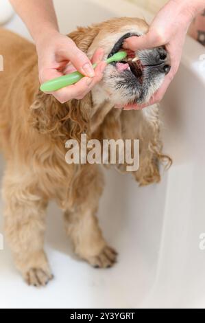 Cleaning Cocker Spaniel dog teeth with a tooth-brush. Female hand brushing american cocker spaniel teeth. Dental Toothbrush Dog. Stock Photo