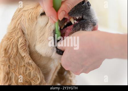 Cleaning Cocker Spaniel dog teeth with a tooth-brush. Female hand brushing american cocker spaniel teeth. Dental Toothbrush Dog. Stock Photo