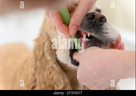 Cleaning Cocker Spaniel dog teeth with a tooth-brush. Female hand brushing american cocker spaniel teeth. Dental Toothbrush Dog. Stock Photo