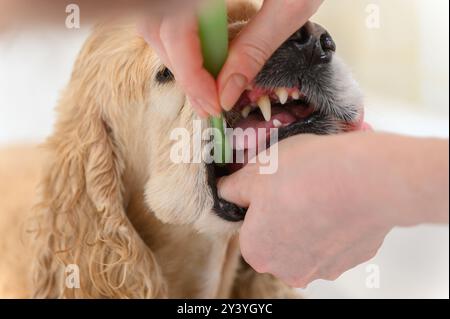 Cleaning Cocker Spaniel dog teeth with a tooth-brush. Female hand brushing american cocker spaniel teeth. Dental Toothbrush Dog. Stock Photo