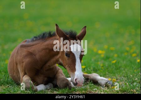 horizontal equine image of foal lying down in grass and dandelions spring summer scene colt or filly with white blaze on face and white socks very cut Stock Photo