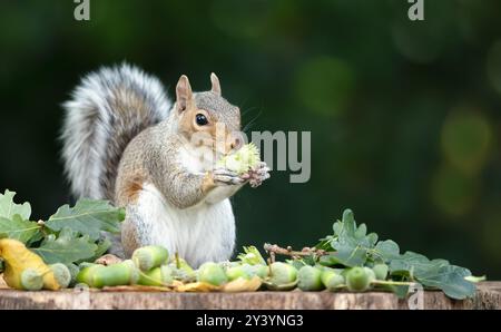 Portrait of a grey squirrel eating green hazelnuts on a tree stump in autumn, UK. Stock Photo
