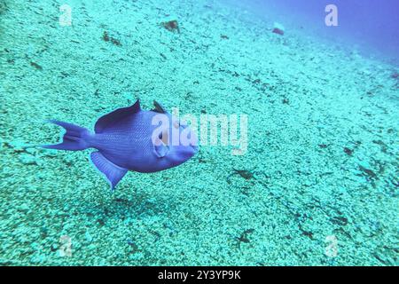 Underwater picture Niger or Red Toothed Triggerfish,Odonus niger. Red sea. Stock Photo