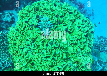 Organic texture of Elephant skin hard coral (Pachyseris speciosa) as an abstract background Stock Photo