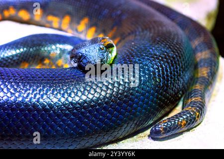 Anaconda snake is curled up on the ground. The snake is black and orange. The snake is laying on its side. Colorful snake featuring a unique blue and Stock Photo