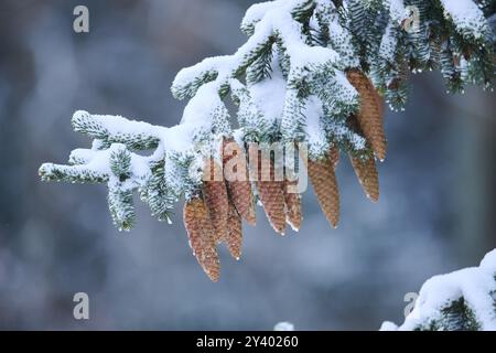 Norway spruce (Picea abies) cones hanging from a branch in winter, snow, needles, Bavaria, Germany, Europe Stock Photo