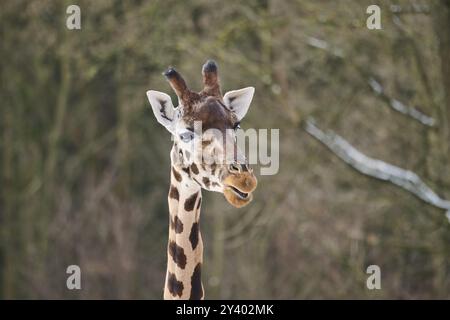 Reticulated giraffe (Giraffa camelopardalis reticulata), portrait, winter, captive, Germany, Europe Stock Photo