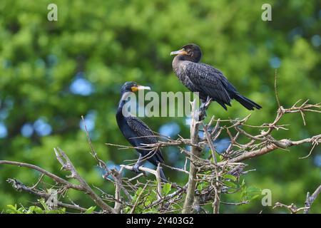 Double-crested cormorant (Phalacrocorax auritus), two birds on tree, Wakodahatchee Wetlands, Delray Beach, Florida, USA, North America Stock Photo