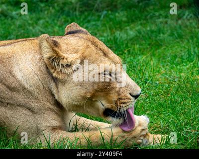 Lioness washes her paw in the warmth of the day. Stock Photo