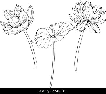 Two monochrome blooming Lotus flowers with leaf line art black ink sketch. Water Lily vector isolated illustration painted by black inks. For posters, Stock Vector