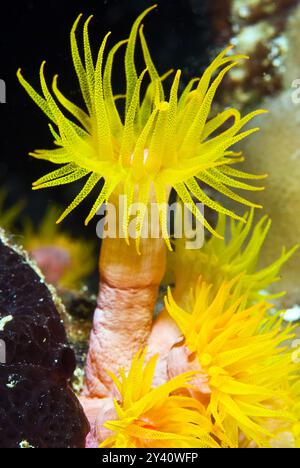 Cup corals with open polyps feeding on night dive on the Mbike Wreck Stock Photo