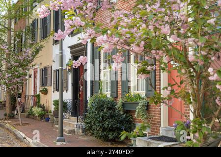 Row Homes on street in Philadelphia with Cherry Tree in Bloom, Fitler Square, Philadelphia, Pennsylvania, USA Stock Photo
