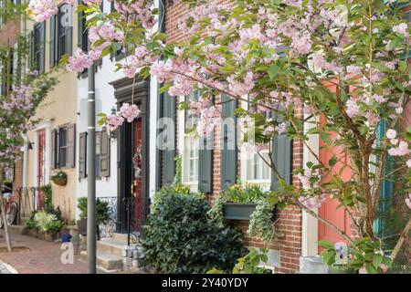 Row Homes on street in Philadelphia with Cherry Tree in Bloom, Fitler Square, Philadelphia, Pennsylvania, USA Stock Photo