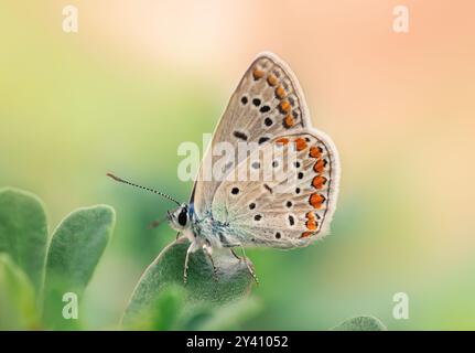 CloseUp Macro Photography of a Tiny Butterfly Natural Beauty Captured Up Close Stock Photo