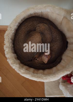 Abyssinian Cat Curled Up in a Cozy Nook: Vertical Directly Above Shot of Calm Moment on a White Cat Tree Stock Photo